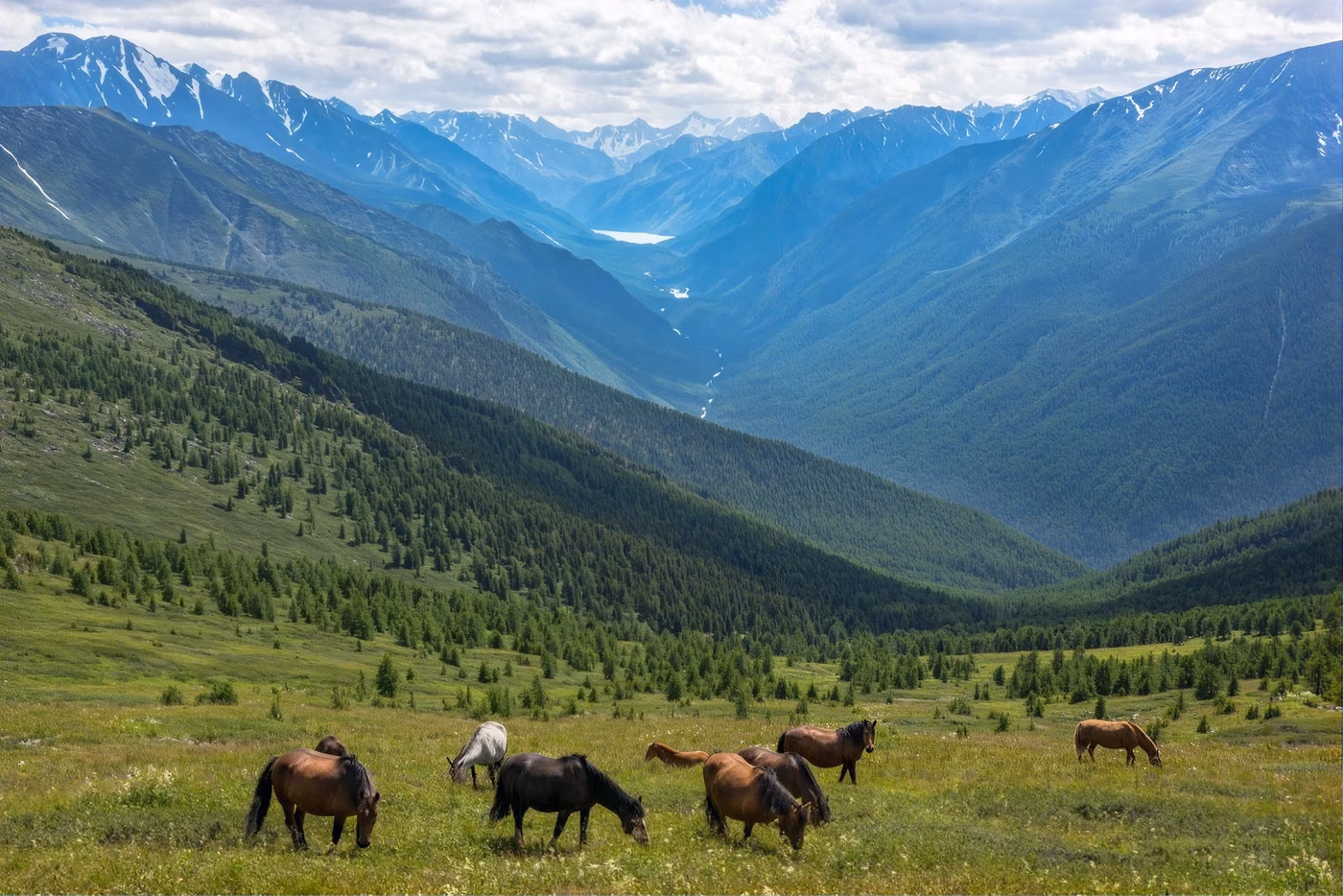 Horses on a green pasture